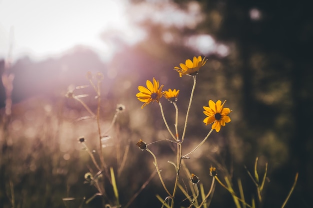 Closeup of beautiful yellow flowers in a field under sunlight