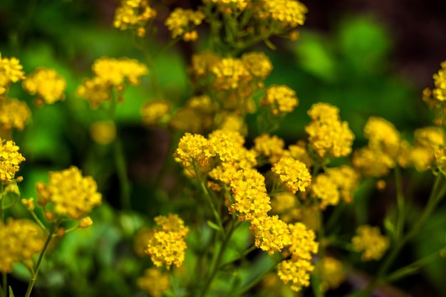 Closeup of beautiful yellow flowers in the garden Spring background with beautiful yellow flowersspringsummer conceptflowers concept spring gardenspring flowers