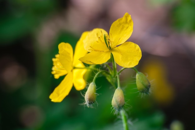 Closeup of beautiful yellow greater celandine Chelidonium majus flowers in the garden