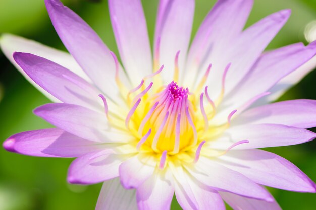 Closeup Beauty purple waterlily.