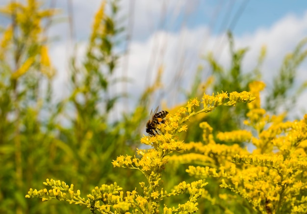 a closeup bee collects pollen from a yellow flower in summer