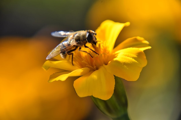 Closeup of a bee pollinating on a beautiful yellow flowers