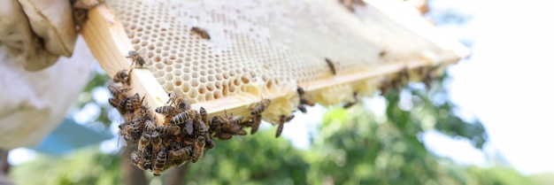 Closeup of beekeeper in a protective suit holding honey frame with bees beekeeping eco apiary