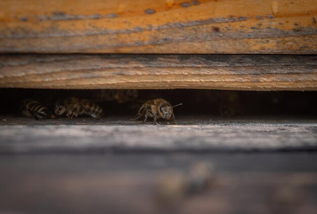 Closeup Of Bees On Honeycomb In Apiary