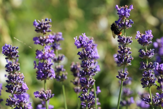 closeup  bees on lavender flowers