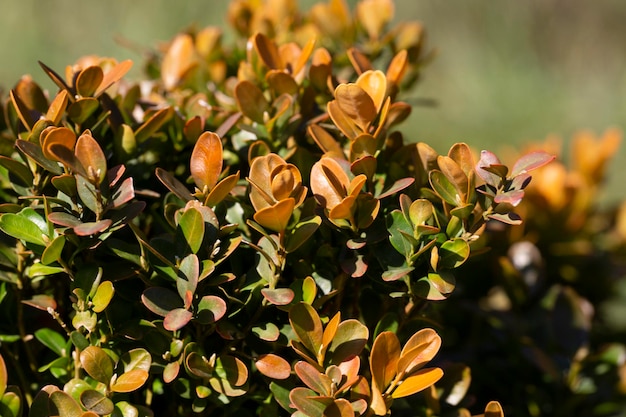 Closeup Berberis Thunbergii Aurea or Barberry Shrub close up bush with yellow leaves natural background of leaves