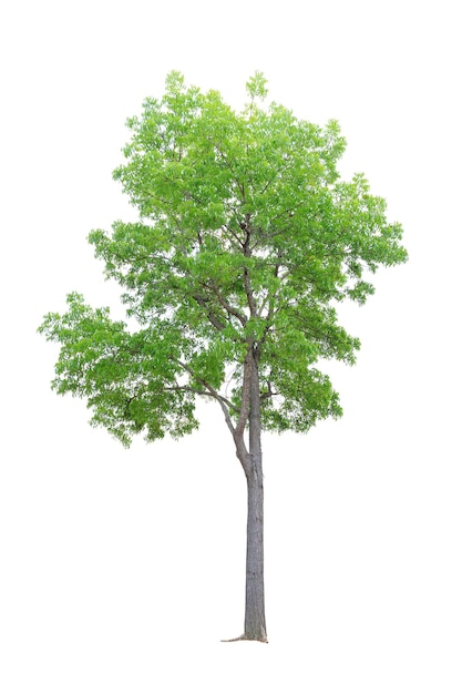 Closeup Big Mahogany Tree isolated on white background