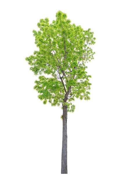 Closeup Big Mahogany Tree isolated on white background