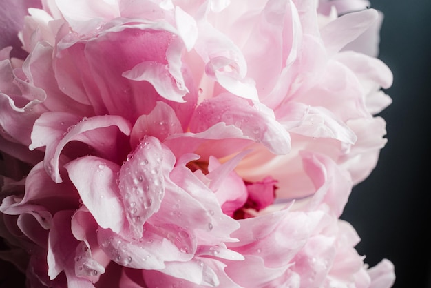 Closeup of a big pink peon with water drops and space for text