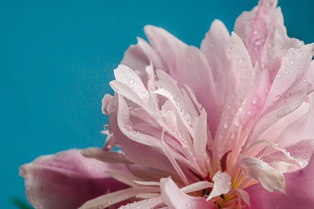 Closeup of a big pink peon with water drops and space for text