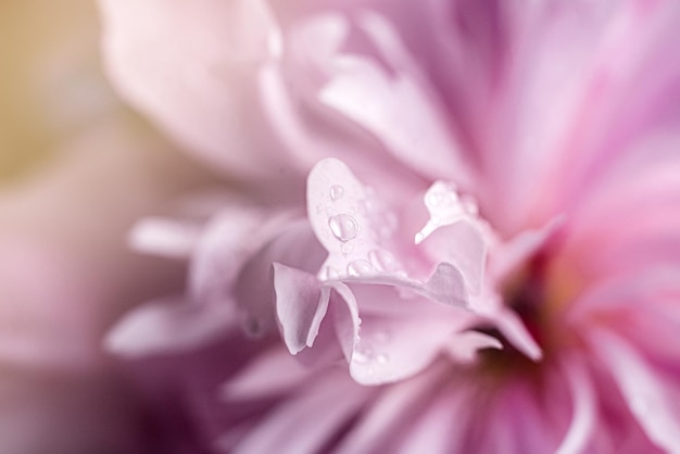 Closeup of a big pink peon with water drops and space for text