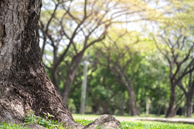 Closeup of big trunk and natural blurred green trees in public park