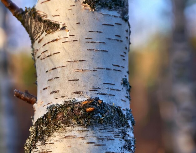 Photo closeup of a birch branch with distinctive white bark and fine details