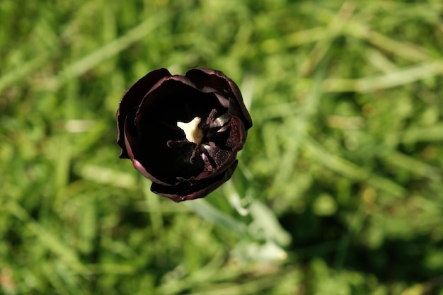 Closeup of black fresh tulips in the garden