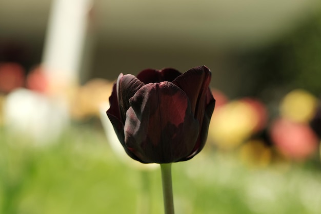 Closeup of black fresh tulips in the garden