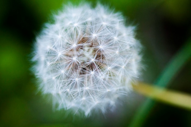 Closeup blooming dandelion tidbit flower