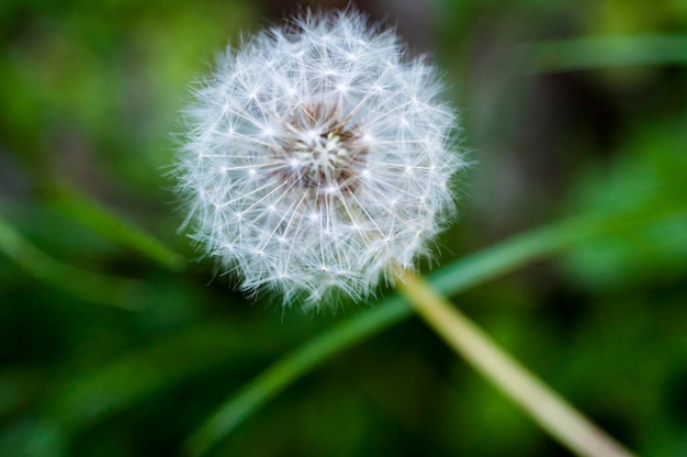 Closeup blooming dandelion tidbit flower