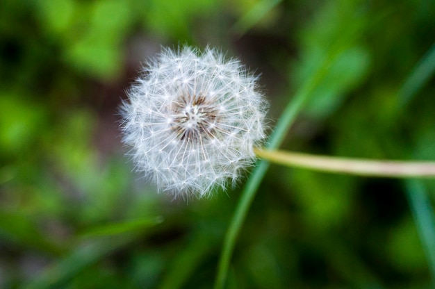 Closeup blooming dandelion tidbit flower