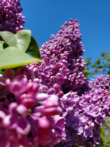 Closeup of blooming flowers on a branch of purple lilacs