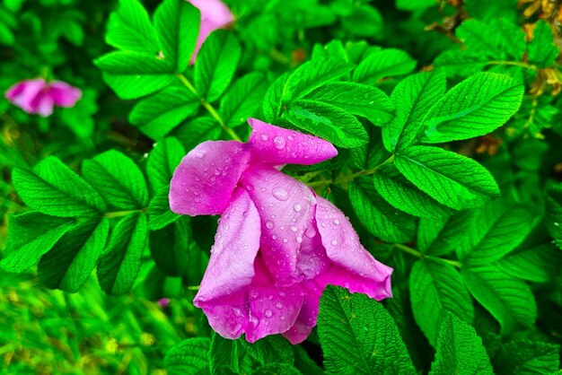 Closeup of a blooming garden rose with drops of water after the rain