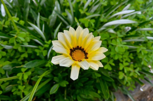 Closeup of a blooming Gazania harsh Gazania rigens is a plant of the Asteraceae family native to South Africa and Mozambique