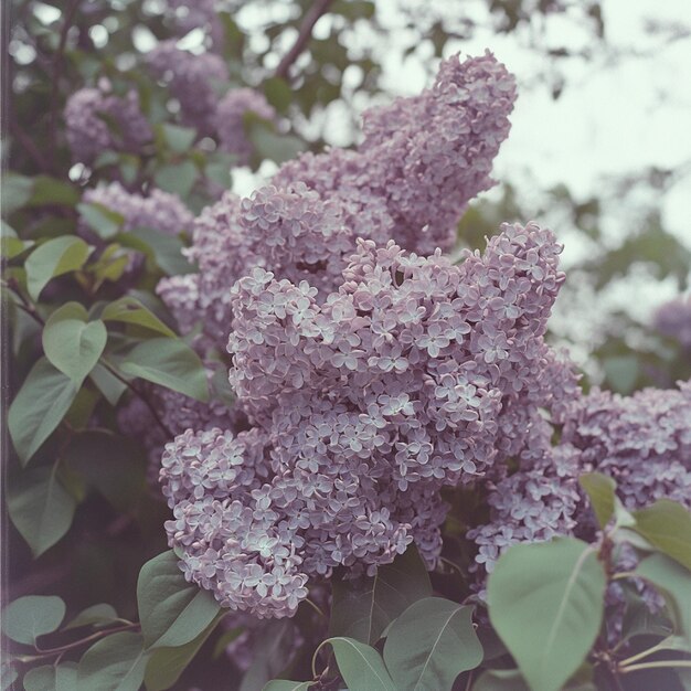 Photo a closeup of a blooming lilac bush with clusters of fragrant purple flowers