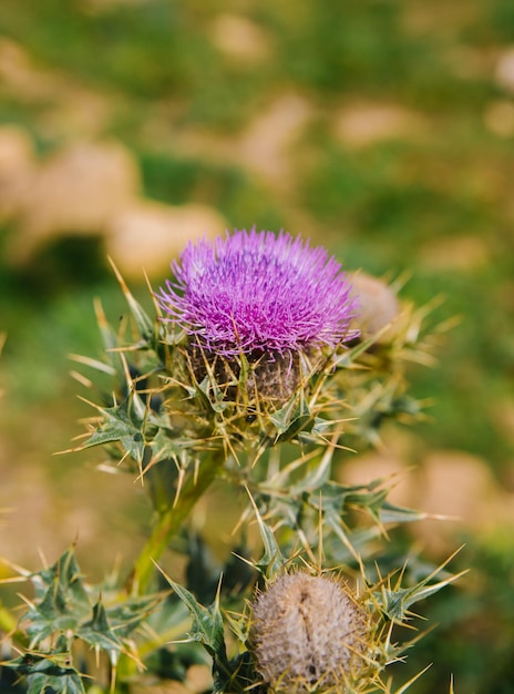 Closeup of a blooming milk thistle flower Silybum Purple fluffy flower Alternative medicine homeopathy Medicinal plant