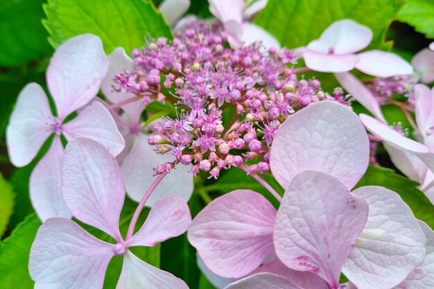 Closeup on blooming pink hydrangea in the park