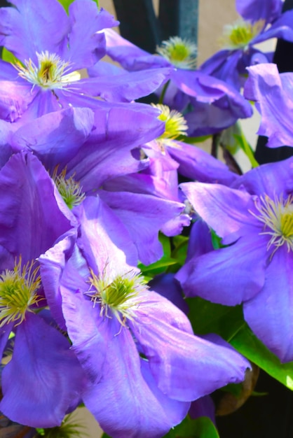 Closeup of the blooming purple flowers in the park in the spring