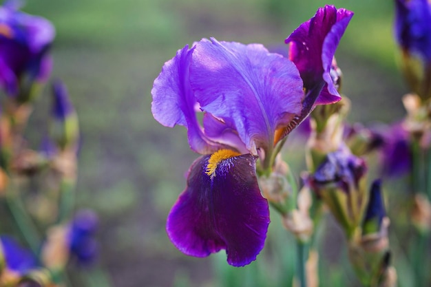 Closeup of blooming purple Iris sibirica sibirian iris with little fly in front of natural green and brown background Selective focus