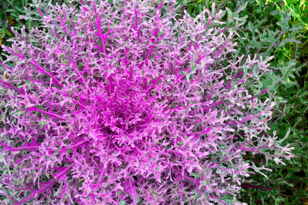 Closeup of blooming purple pink decorative cabbage wep acephala or brassica oleracea decorative