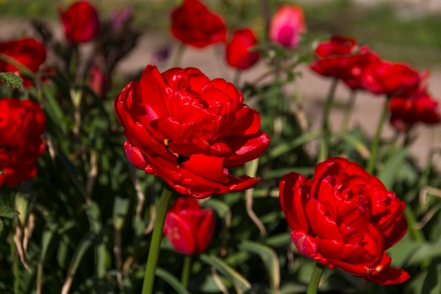 Closeup of blooming red tulips tulip flowers with deep red petals forming flower arrangement background