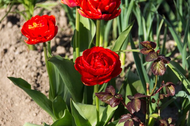 Closeup of blooming red tulips tulip flowers with deep red petals forming flower arrangement background