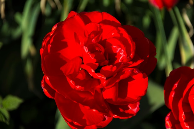 Closeup of blooming red tulips tulip flowers with deep red petals forming flower arrangement background