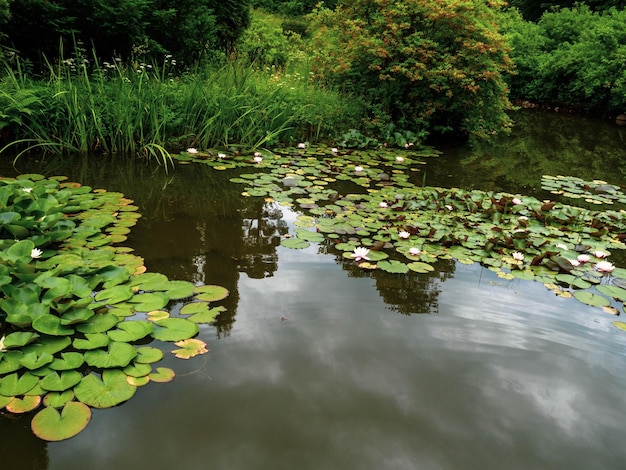 Closeup blooming water lilies or lotus flowers with reflecting on the water reflection in a pond