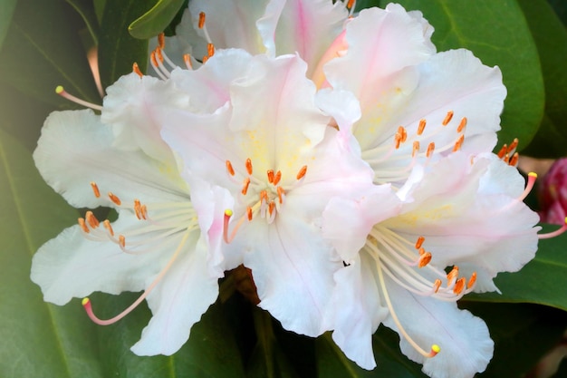 Closeup of a blooming white branch of azalea in spring