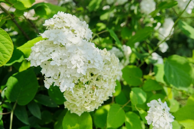 Closeup of a blooming white hydrangea bush in the garden abstract background