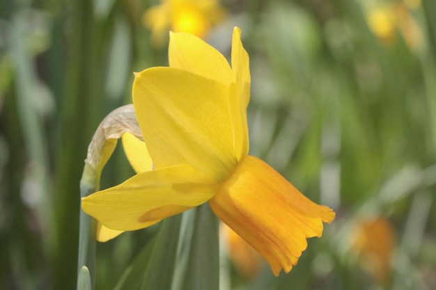 Closeup on a blooming yellow daffodil in the garden