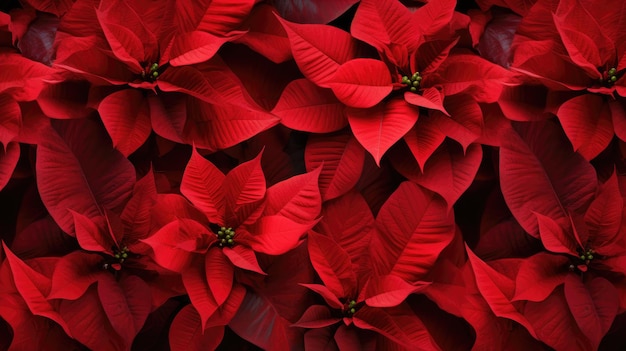 A closeup of the blossomed beautiful red poinsettia flowers created with Generative AI technology