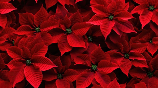 A closeup of the blossomed beautiful seamless red poinsettia flowers created with Generative AI technology