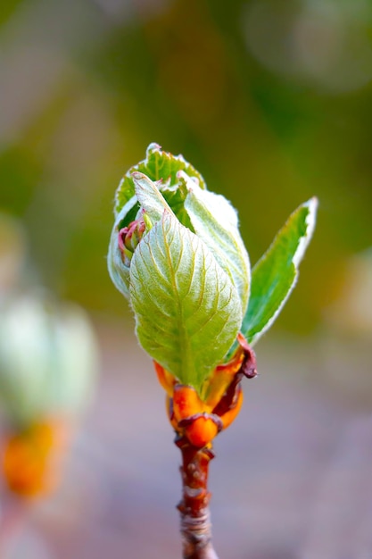 Closeup of a blossoming branch of a bush or tree in the spring in the garden