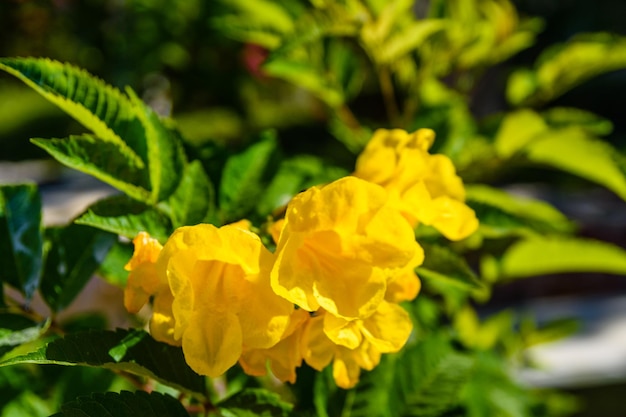 Closeup of the blossoming tecoma stans also called ginger thomas trumpet flower or yellow elder