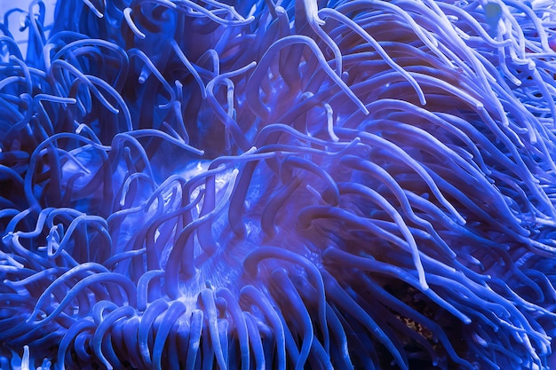 Closeup of blue anemone in the coral reef of a diving site in Thailand