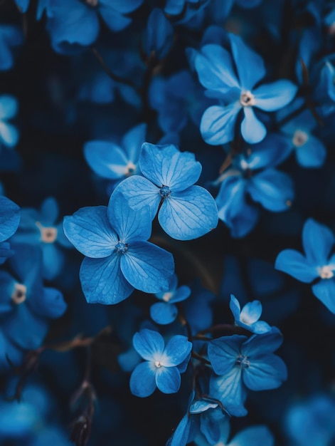 Photo closeup of blue flowers