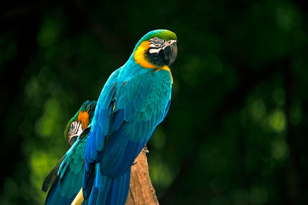 Closeup of blue and yellow macaw or arara caninde