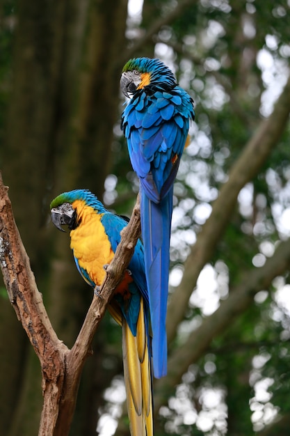 Closeup of blue and yellow macaw or arara caninde