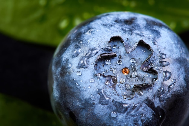 Closeup of blueberry in water drops on a dark background with green leaves