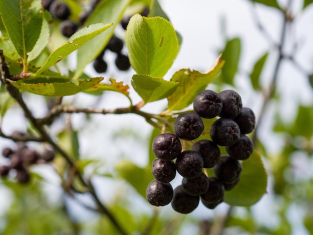 Closeup of a branch of a chokeberry with ripe berries on a summer sunny day