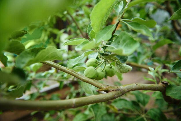 Closeup of a branch with ripening apples in the orchard