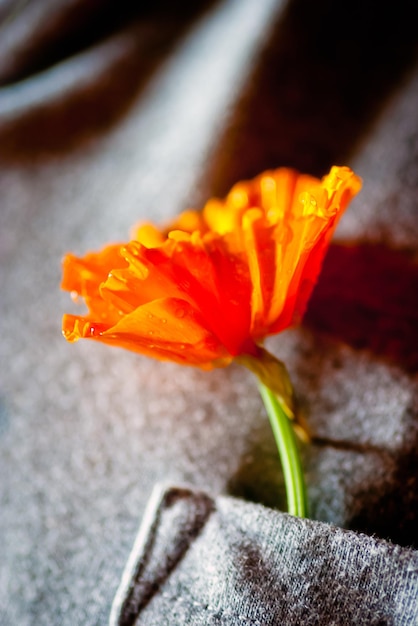 Closeup of bright orange poppy in the pocket of a gray jacket